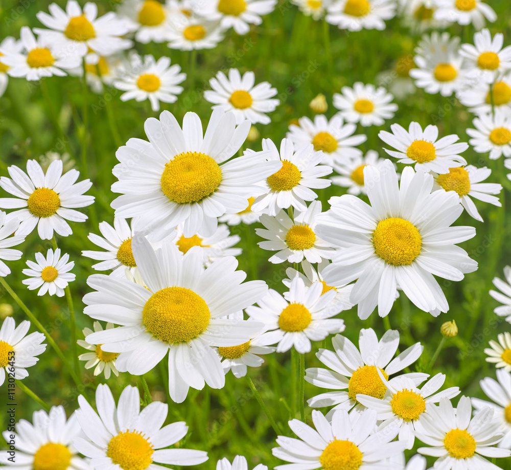 Camomile daisy field natural background texture 5 Camomile daisy field natural background texture 5
