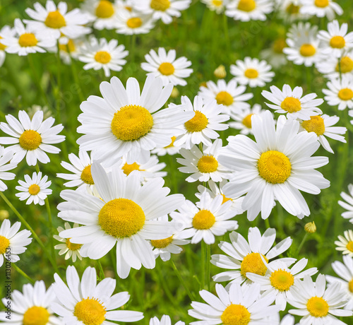 Fototapeta Naklejka Na Ścianę i Meble -  Camomile daisy field natural background texture 5