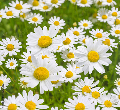 Camomile daisy field natural background texture 5 © kovaleva_ka