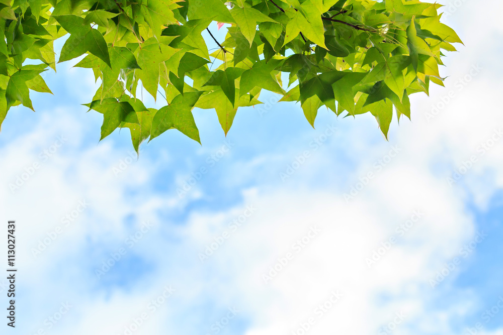 Autumn maple leaves against cloud and blue sky Autumn maple leaves against cloud and blue sky