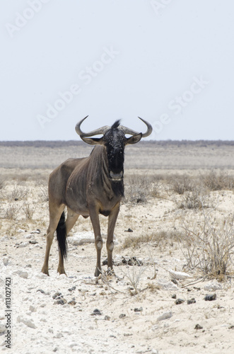  Gnu