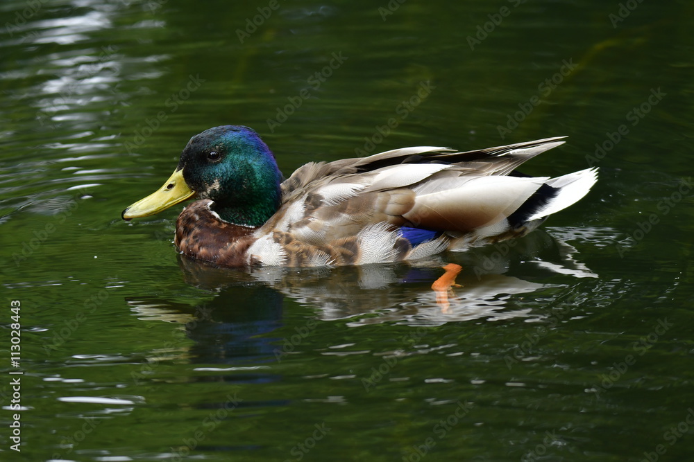 Fototapeta premium Stockente - Erpel auf der Spree