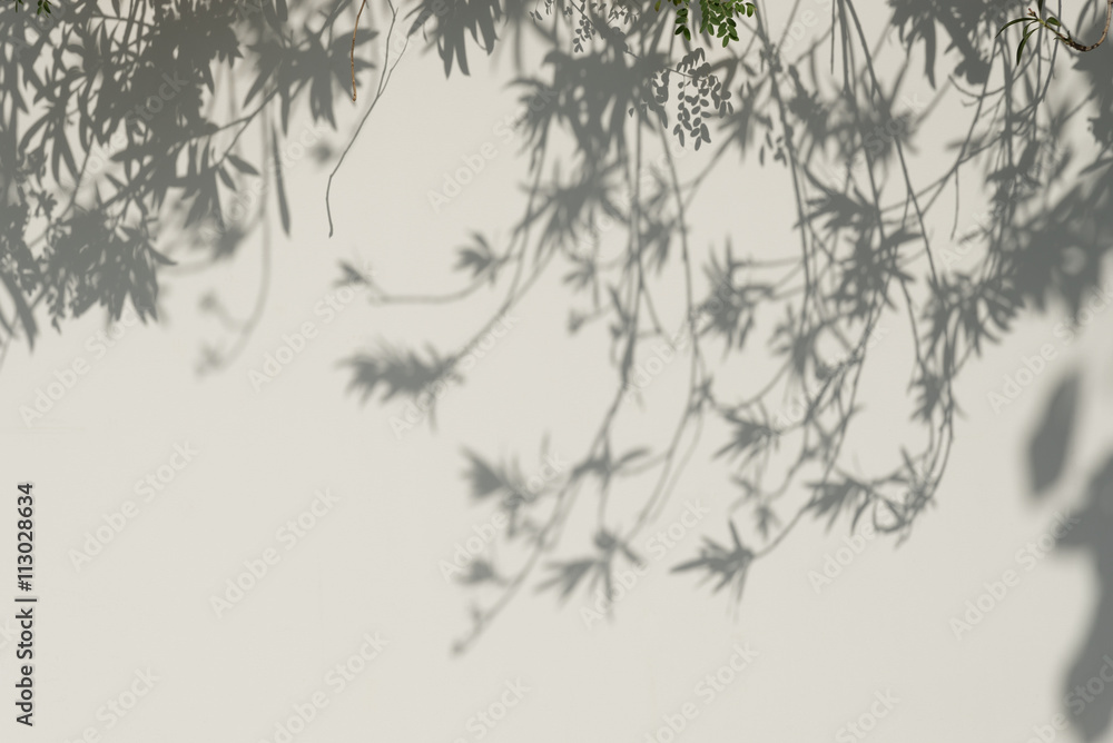 Fototapeta premium Tree Shadows on The Wall.