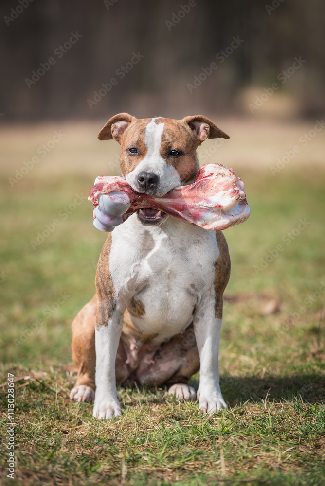 American staffordshire terrier dog holding a bone in its mouth