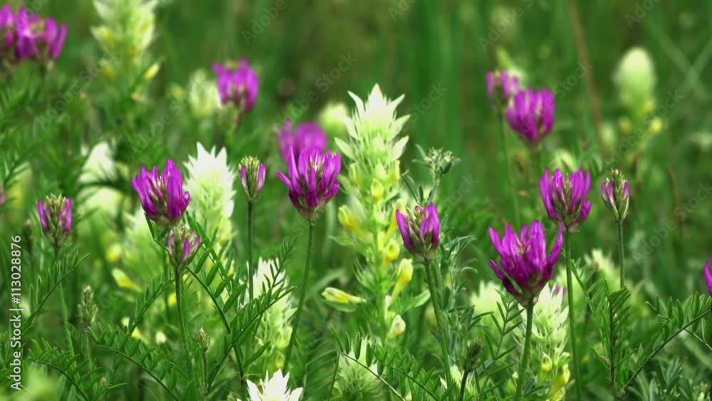 Beautiful pink flowers on a green background. Full HD stock footage clip.
Beautiful pink flowers on a green background. Full HD stock footage clip.