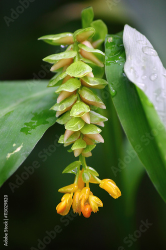 Flowers in Asia