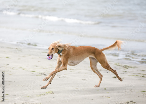 Saluki is playing on a beach