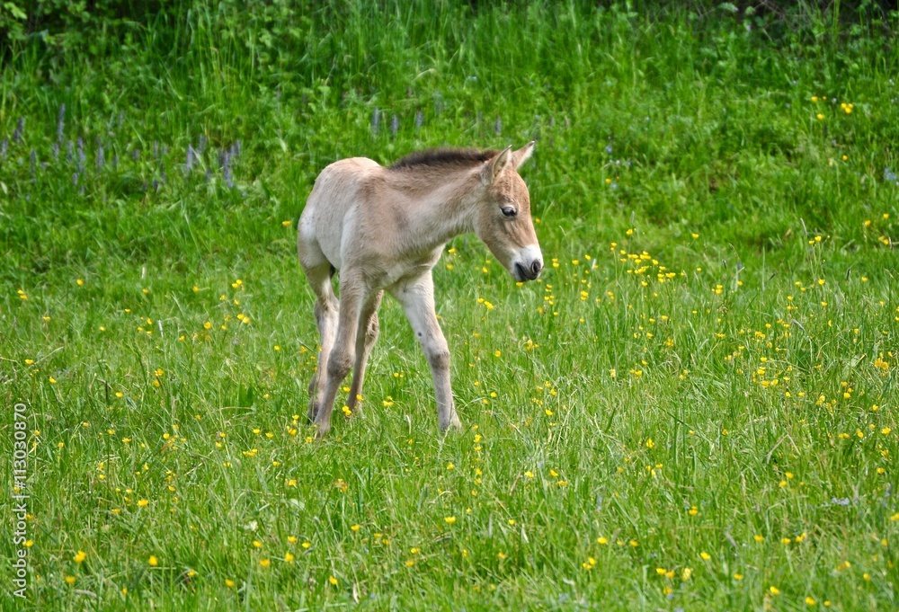 Przewalski Fohlen inmitten einer grünen Wiese.
Junges mongolisches Wildpferd Przewalski Fohlen inmitten einer grünen Wiese.
Junges mongolisches Wildpferd