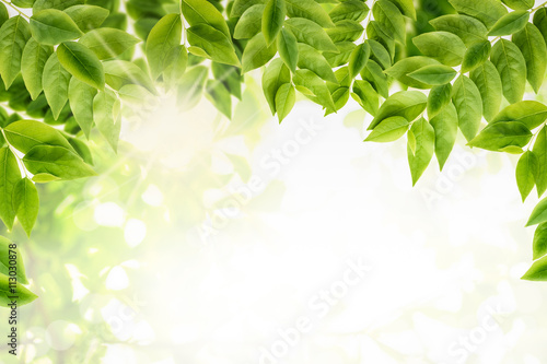 Green leaves background. Fresh branch with green leaves background.