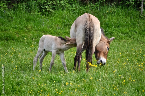 Przewalski Fohlen trinkt bei Mutter auf grüner Wiese. Przewalski Pferde . Mongolische Wildpferde photo