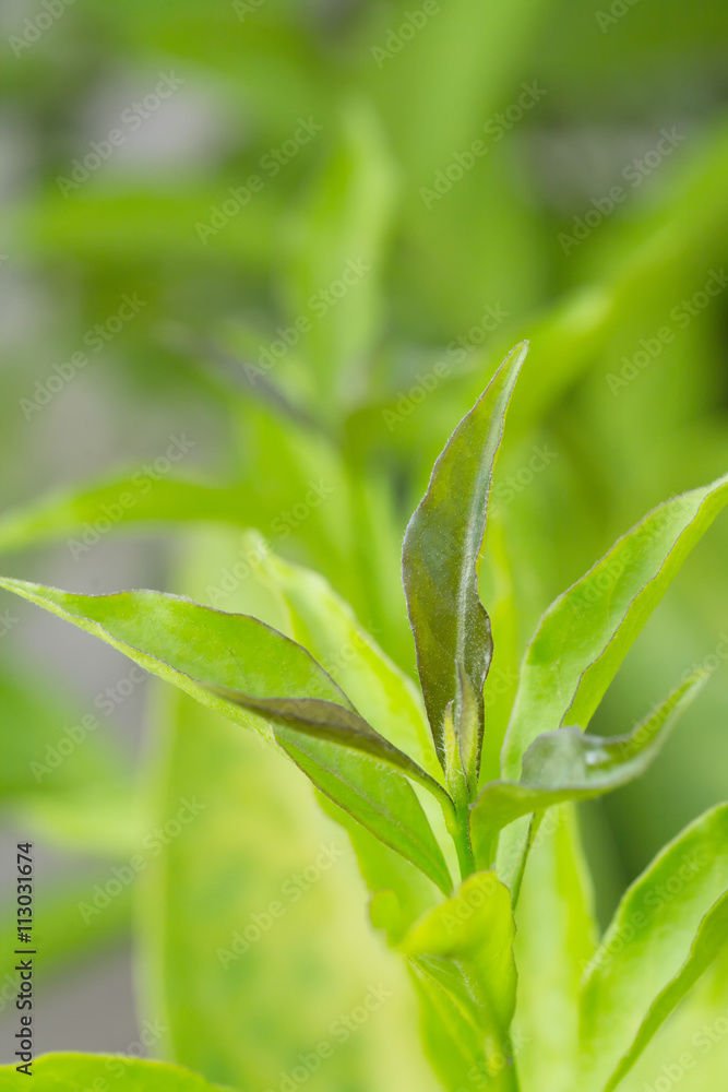 Fototapeta premium Fresh green leave as background