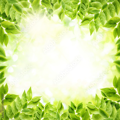 Green leaves background. Fresh branch with green leaves background. Abstract Nature Background. 