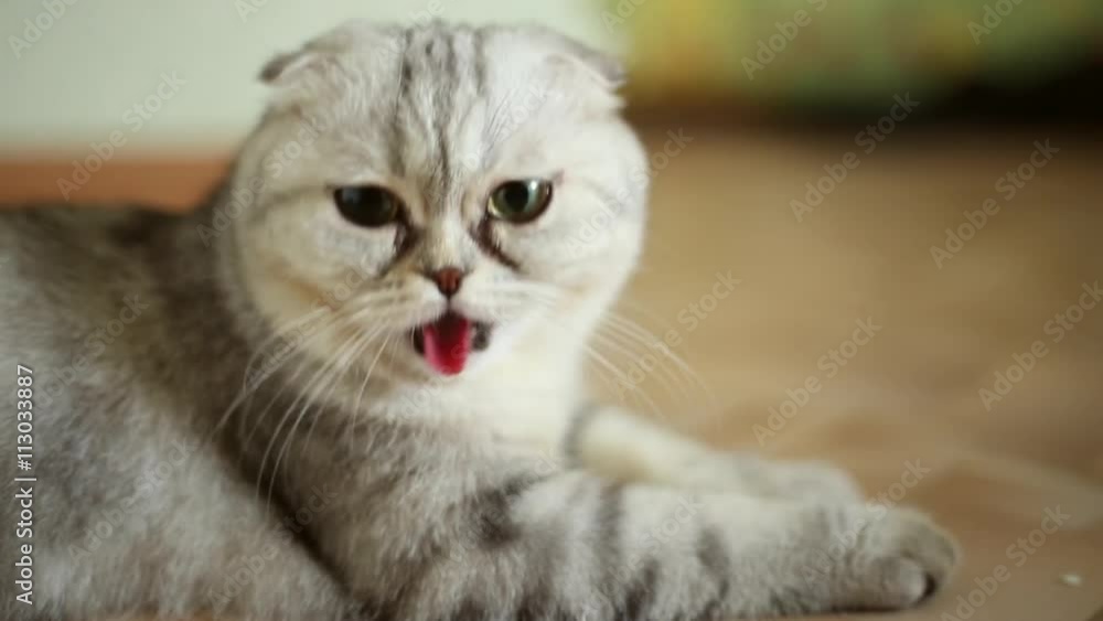Funny cat breathing heavily with his tongue hanging out, cat was tired
Funny cat breathing heavily with his tongue hanging out, cat was tired