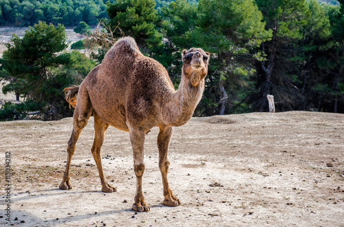 Camel outdoors