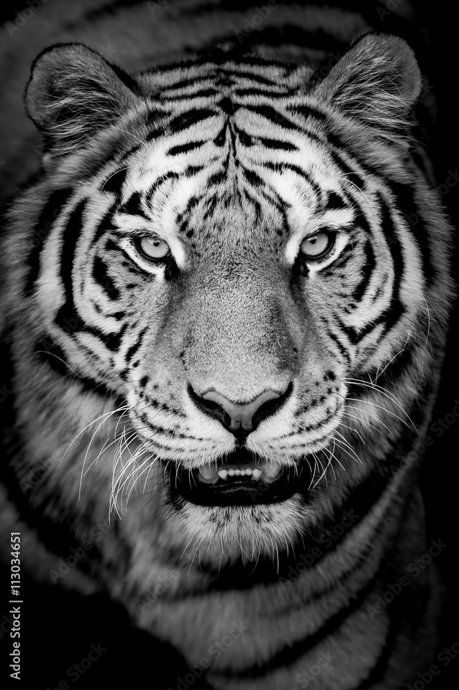 Fototapeta premium Portrait de tigre