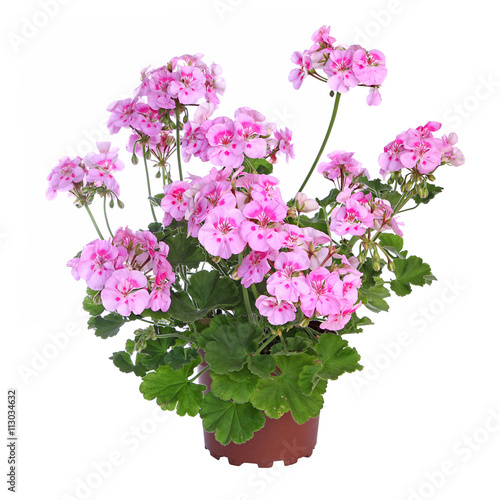 Géranium zonal rose