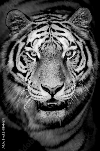portret-tygrysa