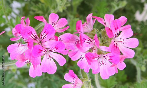 Konstfotografi Géranium odorant