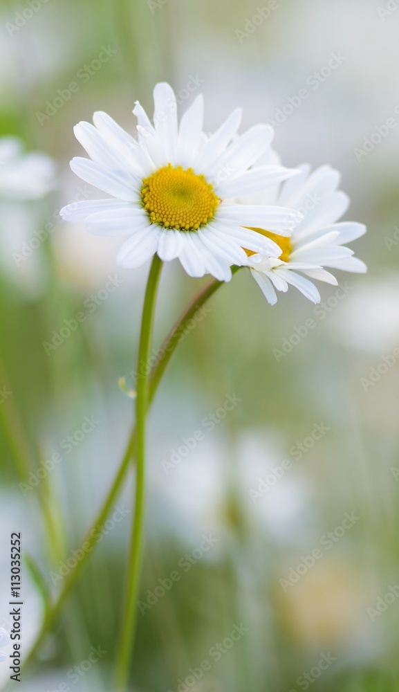 Fototapeta premium Magerwiesen-Margeriten / Meadows Marguerites 