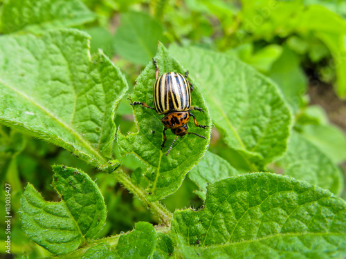 Colorado Potato Beetle (Leptinotarsa decemlineata) on the potato