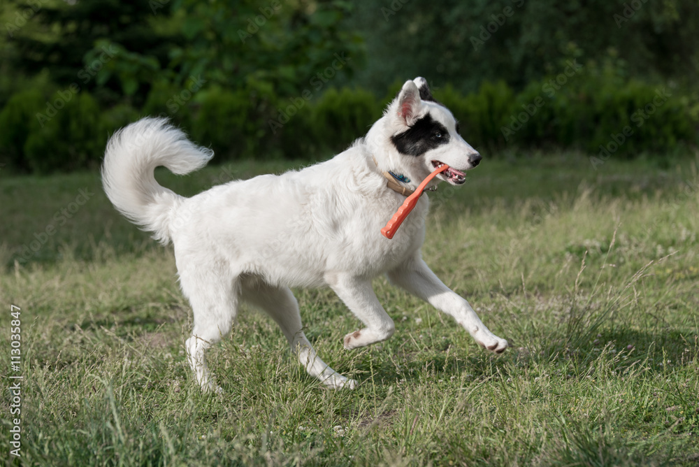 Young yakutian laika running through the grass Selective focus Young yakutian laika running through the grass Selective focus