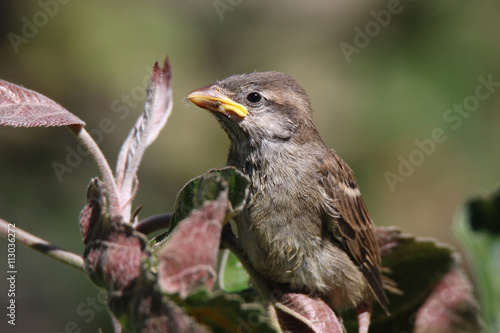 young sparrow © saguari