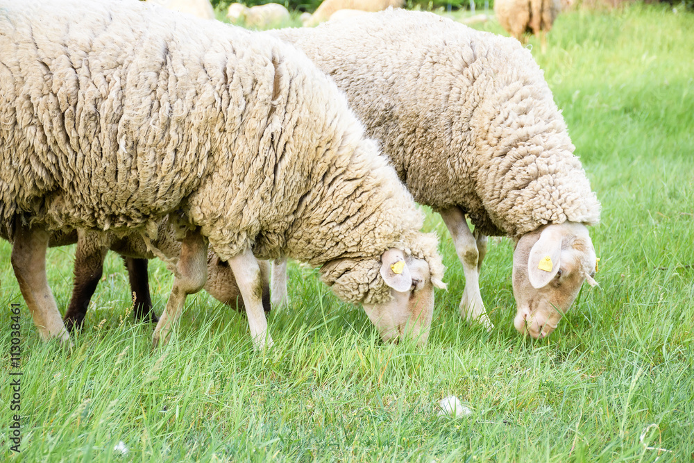 Two sheep in nature, on meadow. Two sheep in nature, on meadow.