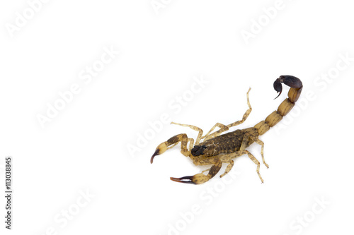  isolated scorpion