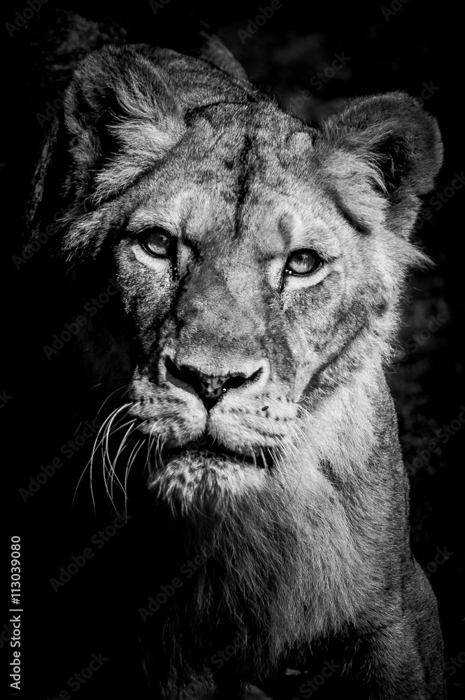 Portrait noir et blanc d une lionne Stock Photo Adobe Stock