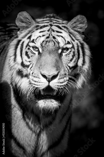 Portrait de tigre en noir et blanc