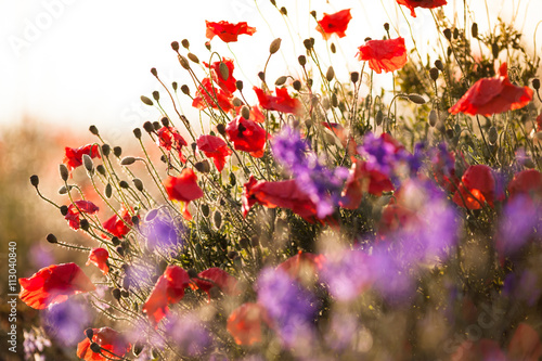 Fototapeta Naklejka Na Ścianę i Meble -  rot und lila