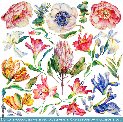 Set of different flowers and leaves for design. Watercolor iris, tulip, anemone; poppy, Alstroemeria; Proteus. Set of floral elements to create compositions. 