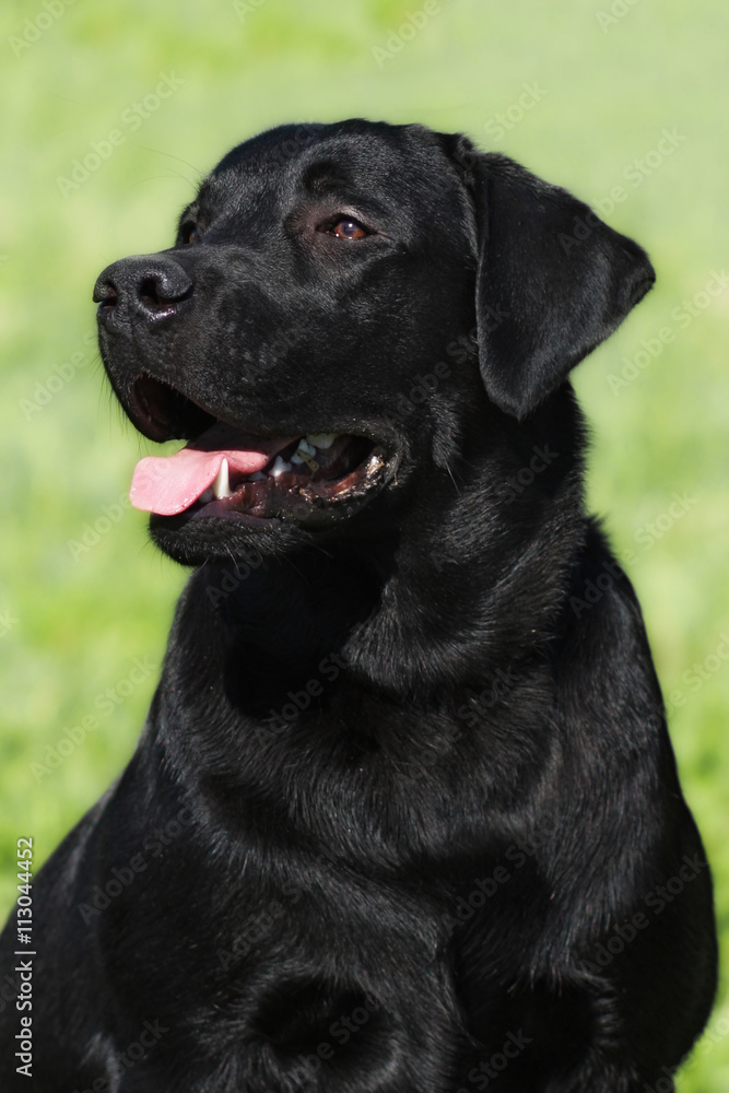 happy black dog Labrador Retriever