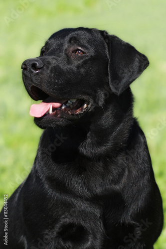 happy black dog Labrador Retriever