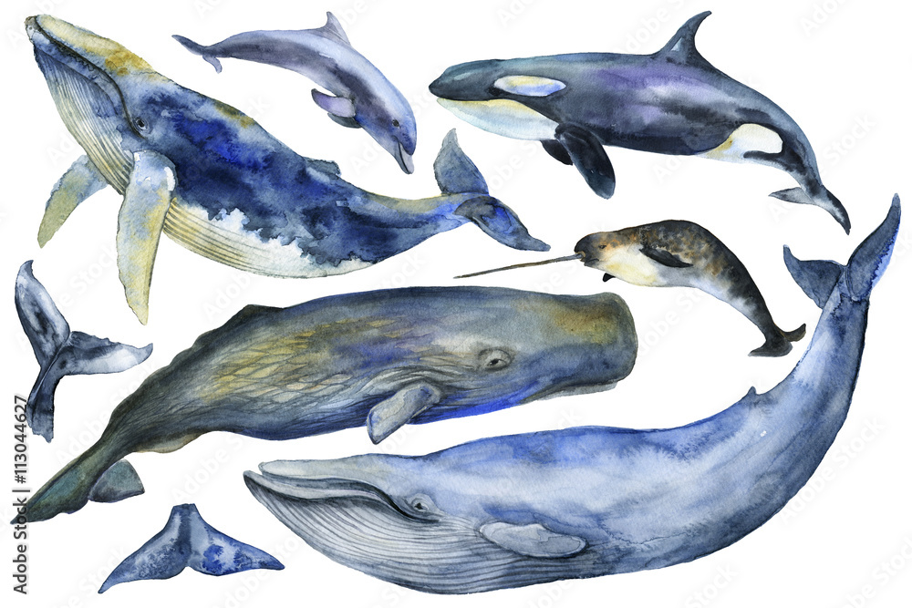Obraz premium Akwarela ssaków morskich