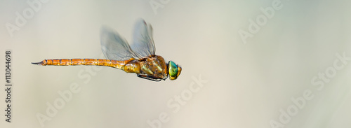 Keilfleck-Mosaikjungfer (Aeshna isoceles) im Flug beim fliegen photo