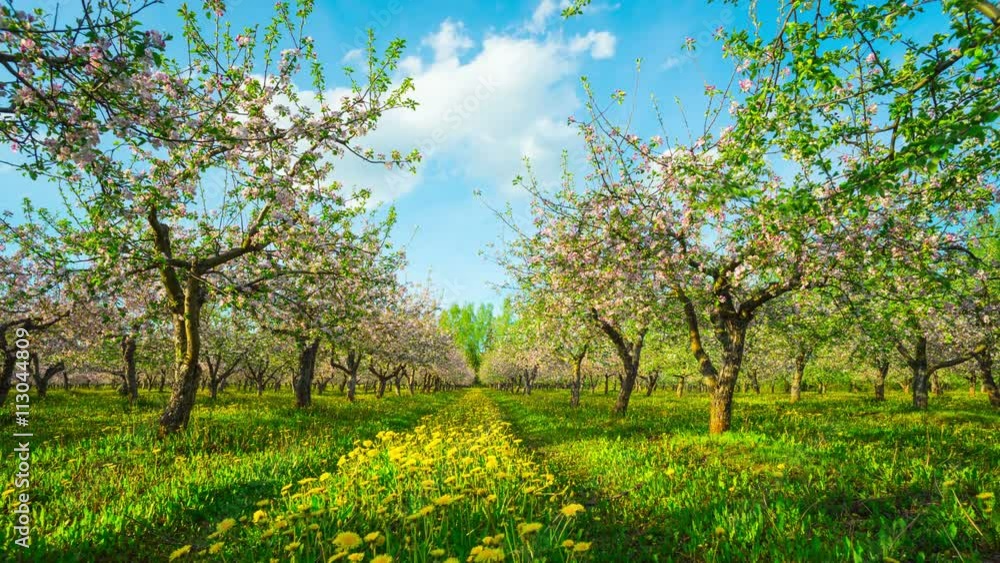 Blossoming apple orchard, time-lapse with slider Blossoming apple orchard, time-lapse with slider