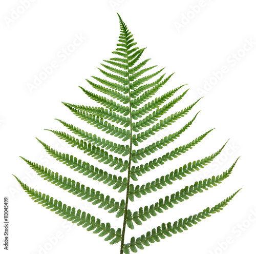 fern leaf.