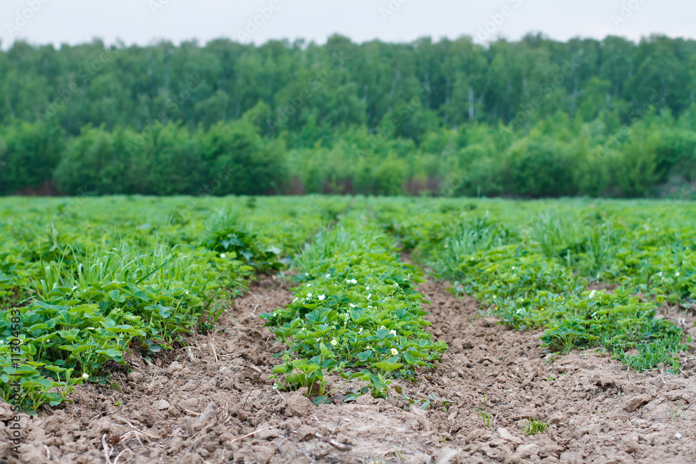 Strawberry field with long raised beds in cloudy weather Strawberry field with long raised beds in cloudy weather
