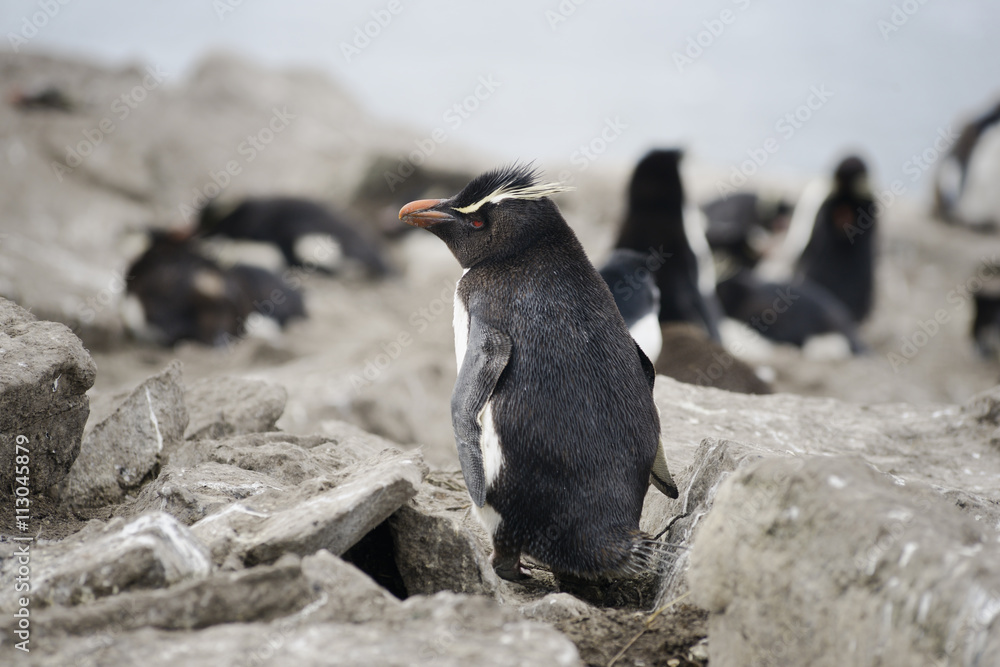 Obraz premium Rockhopper penguin (Eudyptes chrysocome), Falkland Islands, Sout