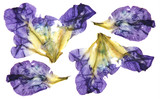iris dark blue, purple perspective, dry delicate yellow flowers