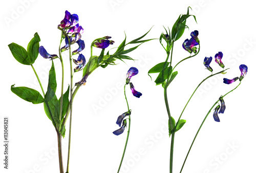 dry sweet pea flower set of blue flowers and fresh green leaf cl