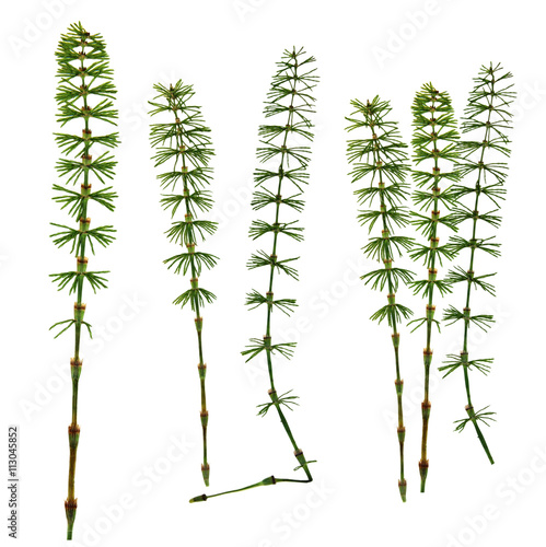 dry fall green leaf equisetum isolated pressed leaves on white b photo