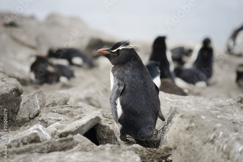 Rockhopper penguin (Eudyptes chrysocome), Falkland Islands, Sout