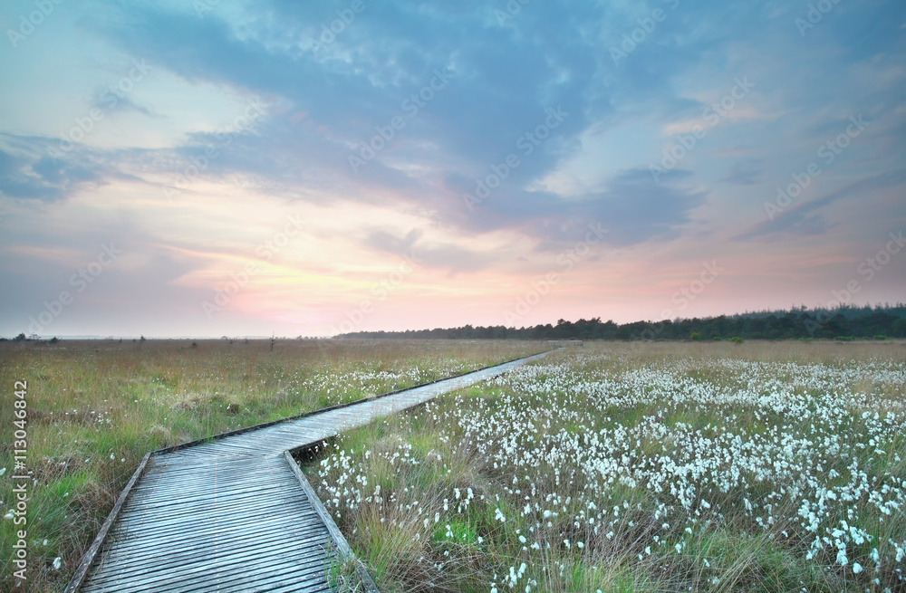 Fototapeta premium wooden path on swamp at sundown