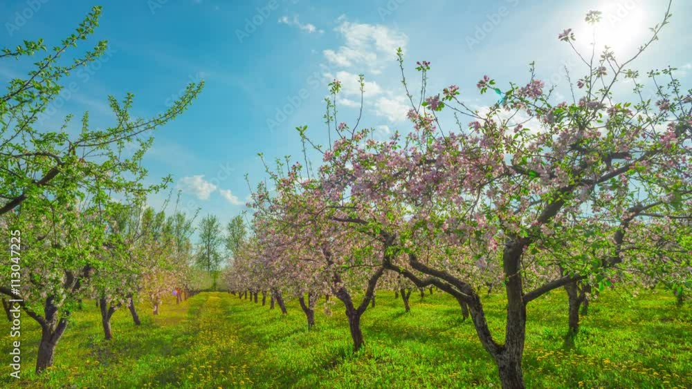 Blossoming apple orchard, panoramic time-lapse Blossoming apple orchard, panoramic time-lapse