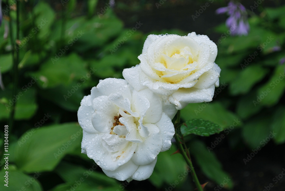 Roses after the rain Roses after the rain