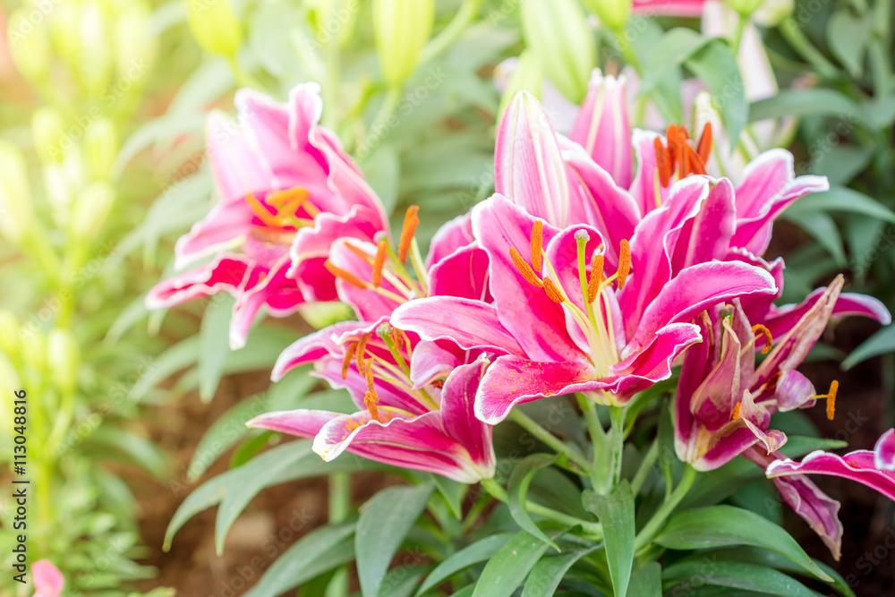 Lilies Flowers Bouquet