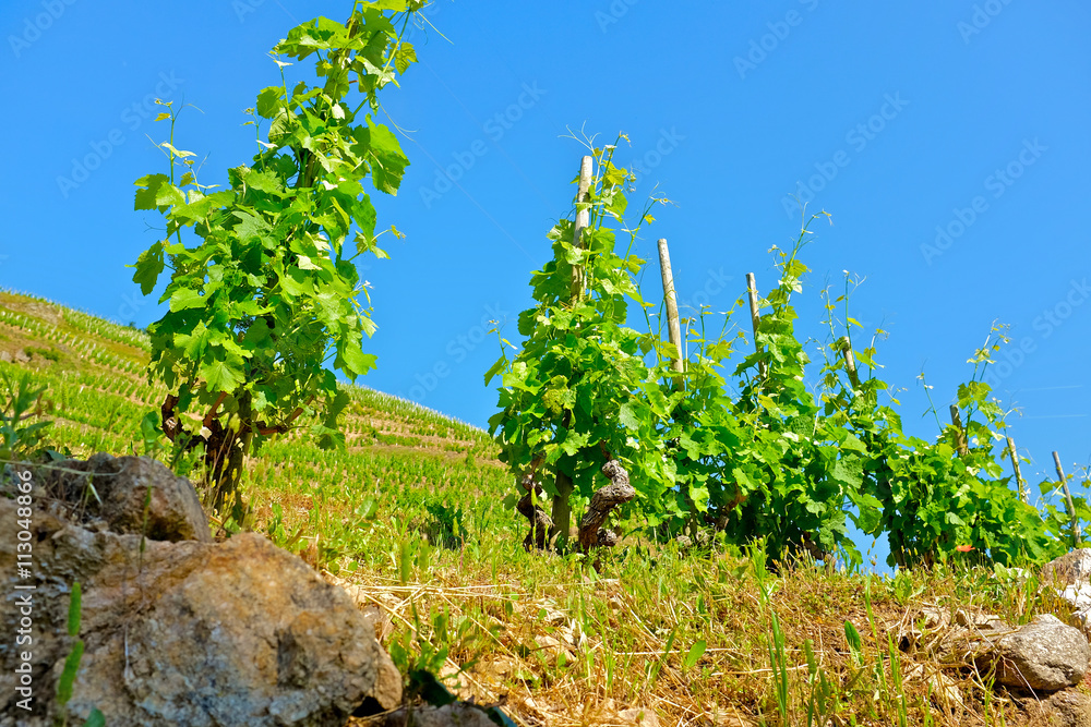 vignobe vallée du rhône1