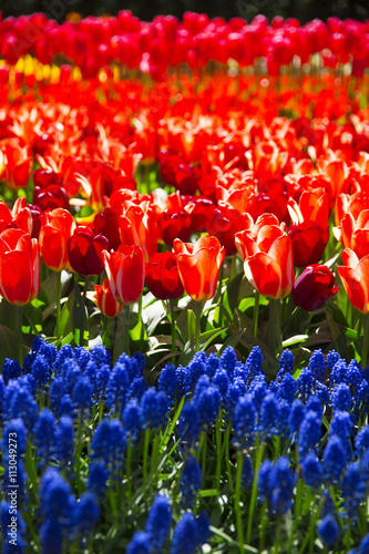 Fototapeta Naklejka Na Ścianę i Meble -  pink, red and orange tulip